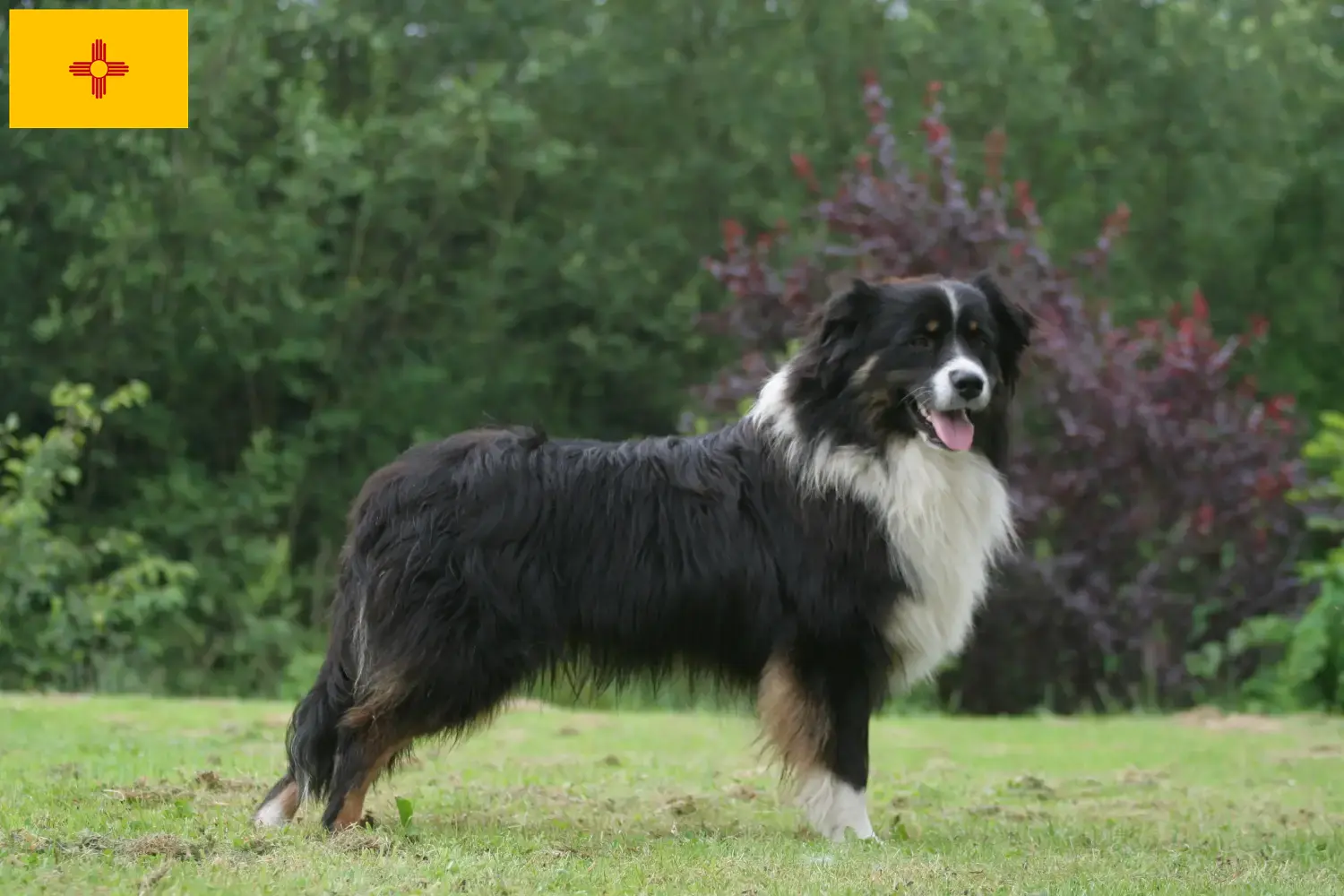 Australian Shepherd puppies and breeders New Mexico Find Australian Shepherds breeders in New Mexico.