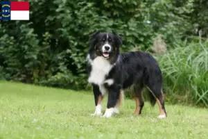 Read more about the article Australian Shepherd breeders and puppies in North Carolina