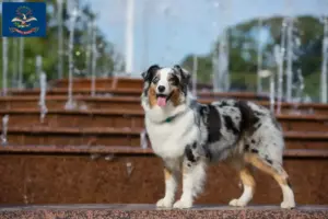 Read more about the article Australian Shepherd breeders and puppies in North Dakota