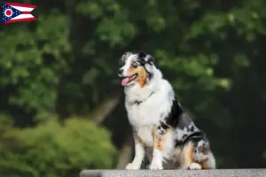 Read more about the article Australian Shepherd breeders and puppies in Ohio