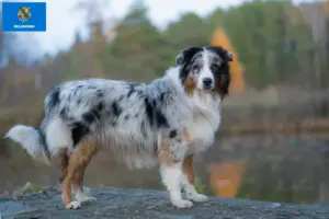 Read more about the article Australian Shepherd breeders and puppies in Oklahoma