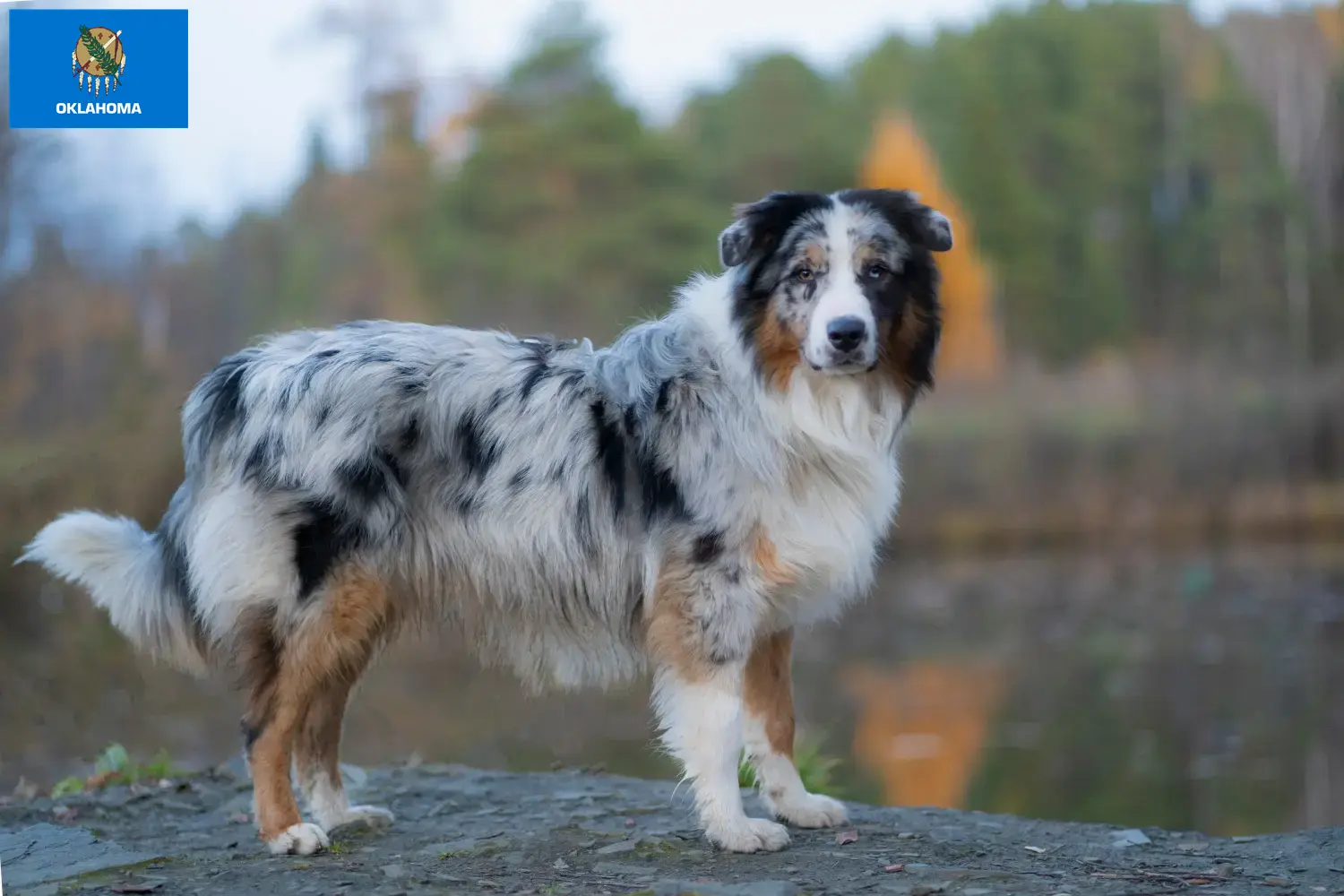 Australian Shepherd puppies and breeders Oklahoma Find Australian Shepherds breeders in Oklahoma.