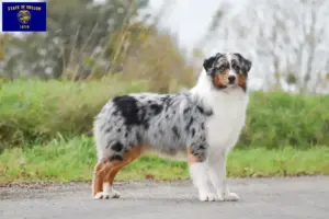 Read more about the article Australian Shepherd breeders and puppies in Oregon