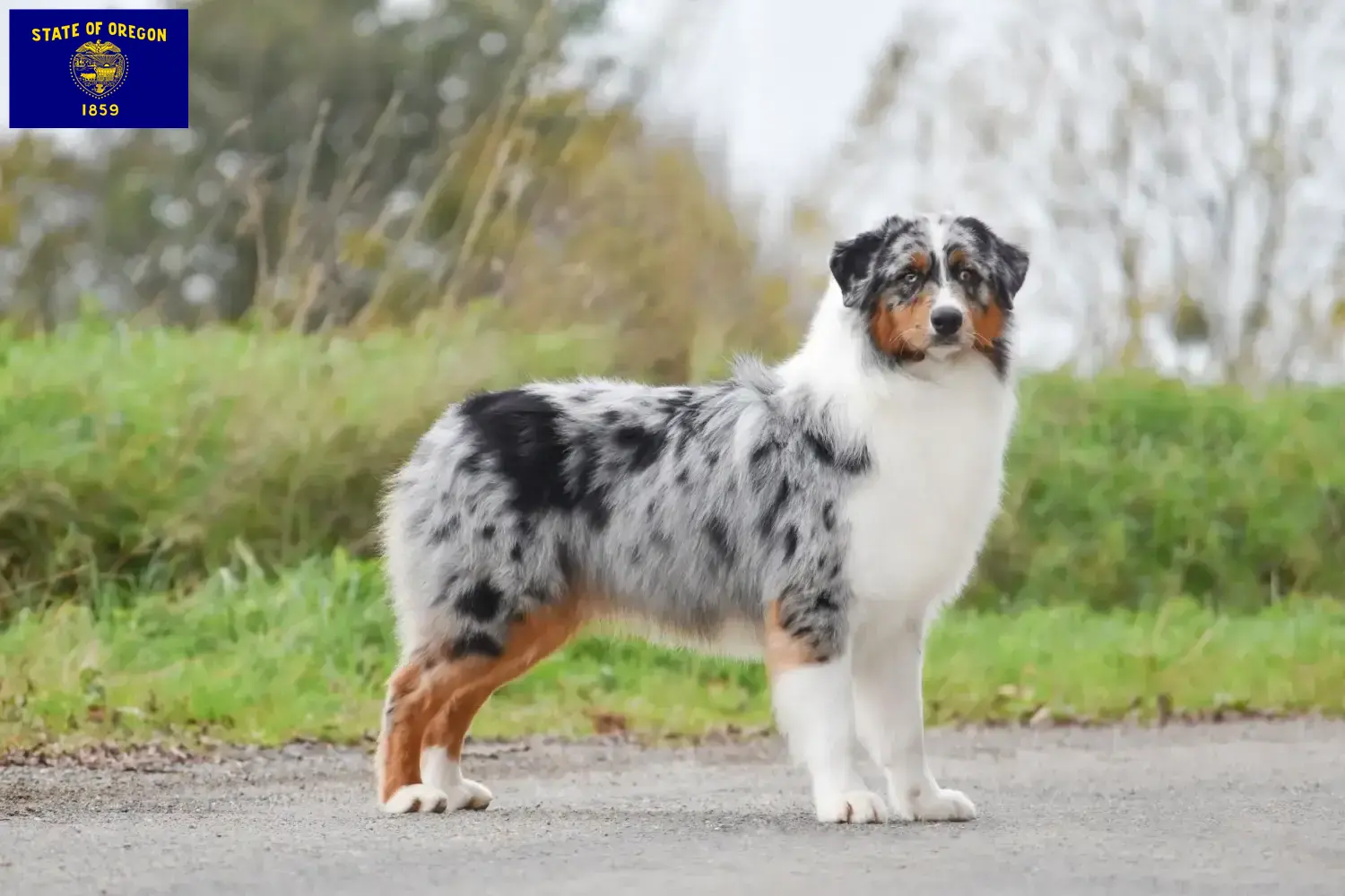 Australian Shepherd puppies and breeders Oregon Here you can find Australian Shepherds breeders in Oregon.