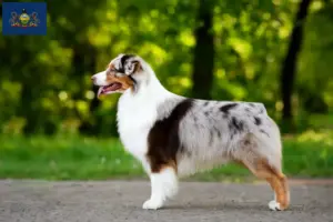 Read more about the article Australian Shepherd breeders and puppies in Pennsylvania