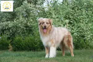 Read more about the article Australian Shepherd breeders and puppies in Rhode Island