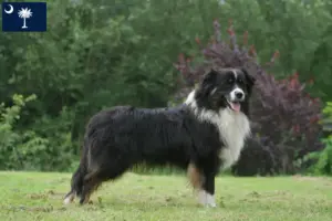 Read more about the article Australian Shepherd breeders and puppies in South Carolina