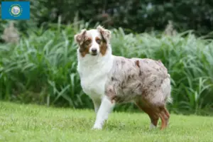 Read more about the article Australian Shepherd breeders and puppies in South Dakota