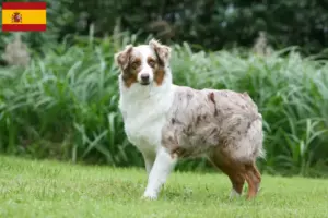 Read more about the article Australian Shepherd breeders and puppies in Spain