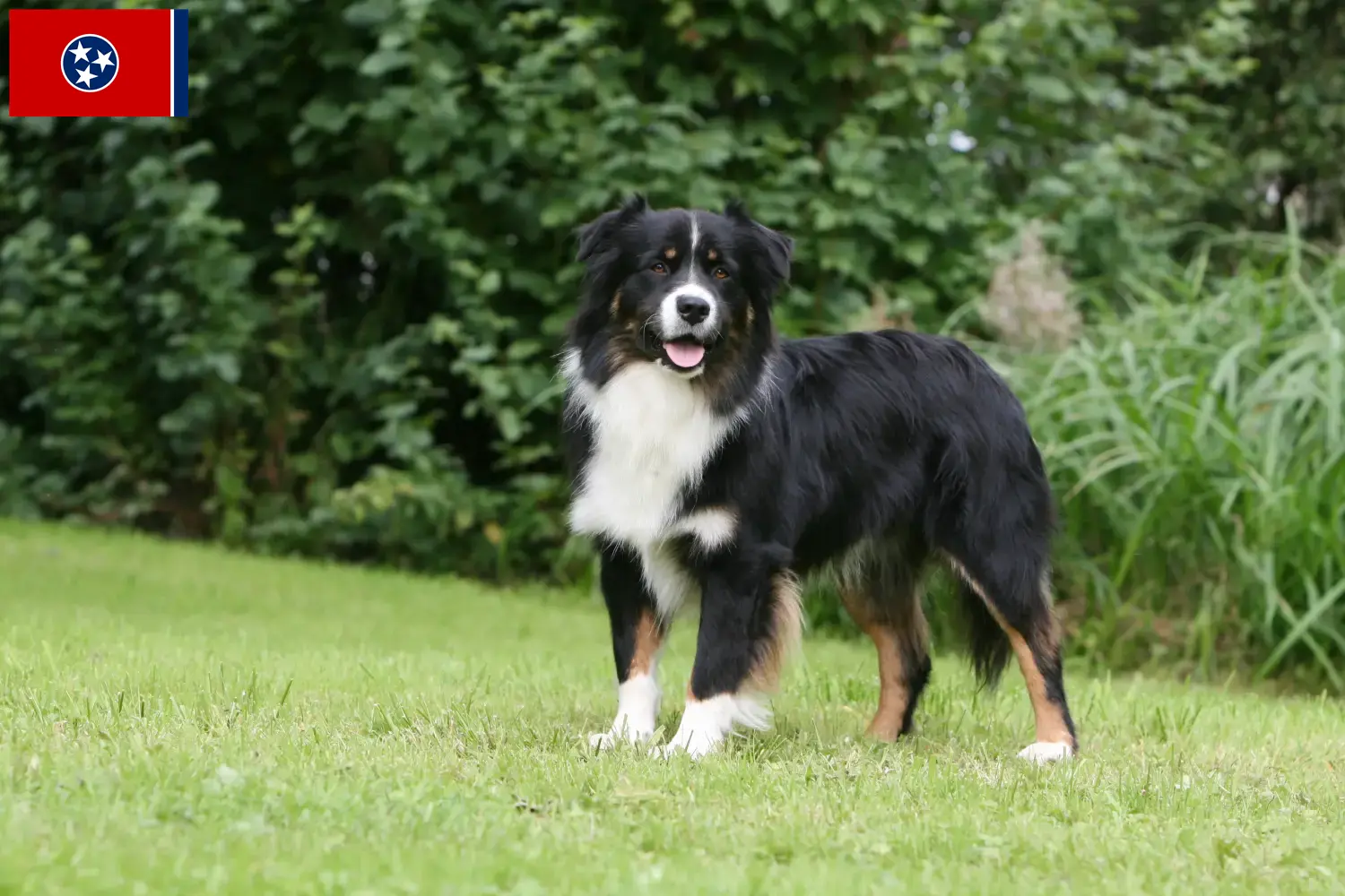 Australian Shepherd puppies and breeders Tennessee Find Australian Shepherds breeders in Tennessee.