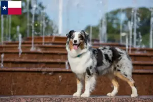 Read more about the article Australian Shepherd breeders and puppies in Texas