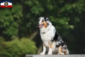 Read more about the article Australian Shepherd breeders and puppies in Utah