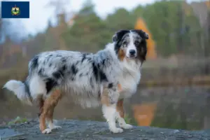 Read more about the article Australian Shepherd breeders and puppies in Vermont
