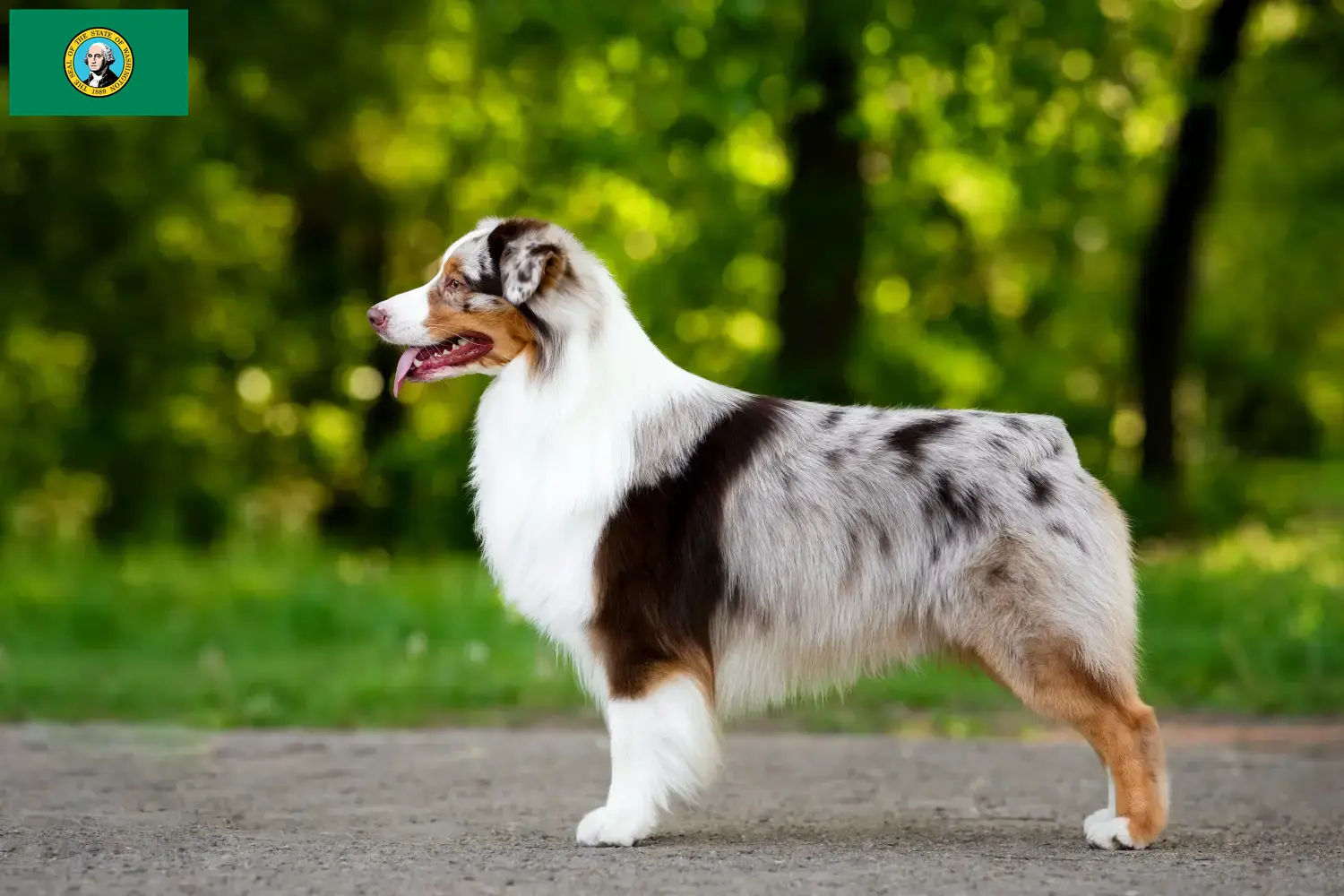 Australian Shepherd puppies and breeders Washington Find Australian Shepherds breeders in Washington here.