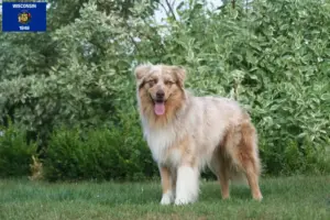 Read more about the article Australian Shepherd breeders and puppies in Wisconsin