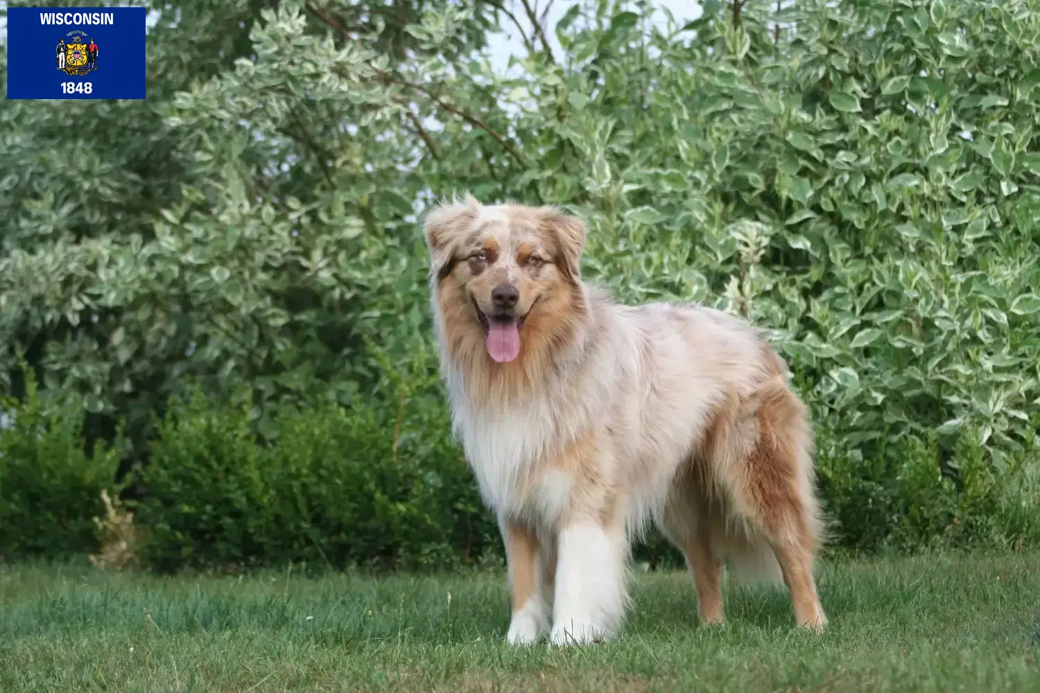 Australian Shepherd puppies and breeders Wisconsin Find Australian Shepherds breeders in Wisconsin.