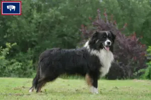 Read more about the article Australian Shepherd breeders and puppies in Wyoming