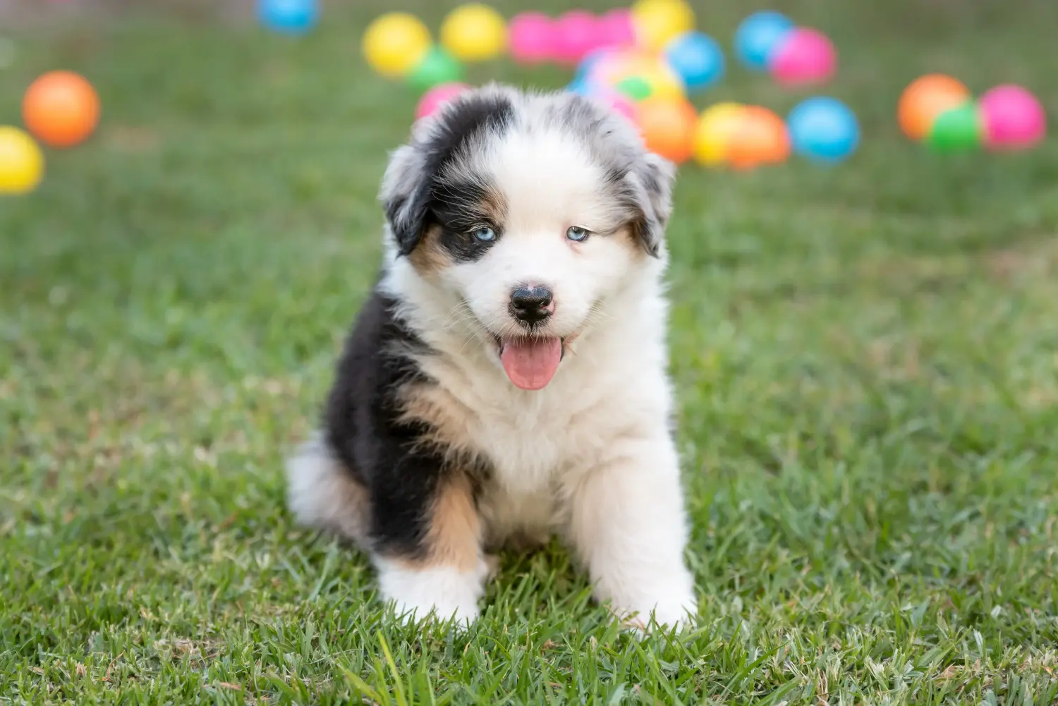 Buying an Australian Shepherd puppy means taking responsibility! Buy Australian Shepherd puppies.