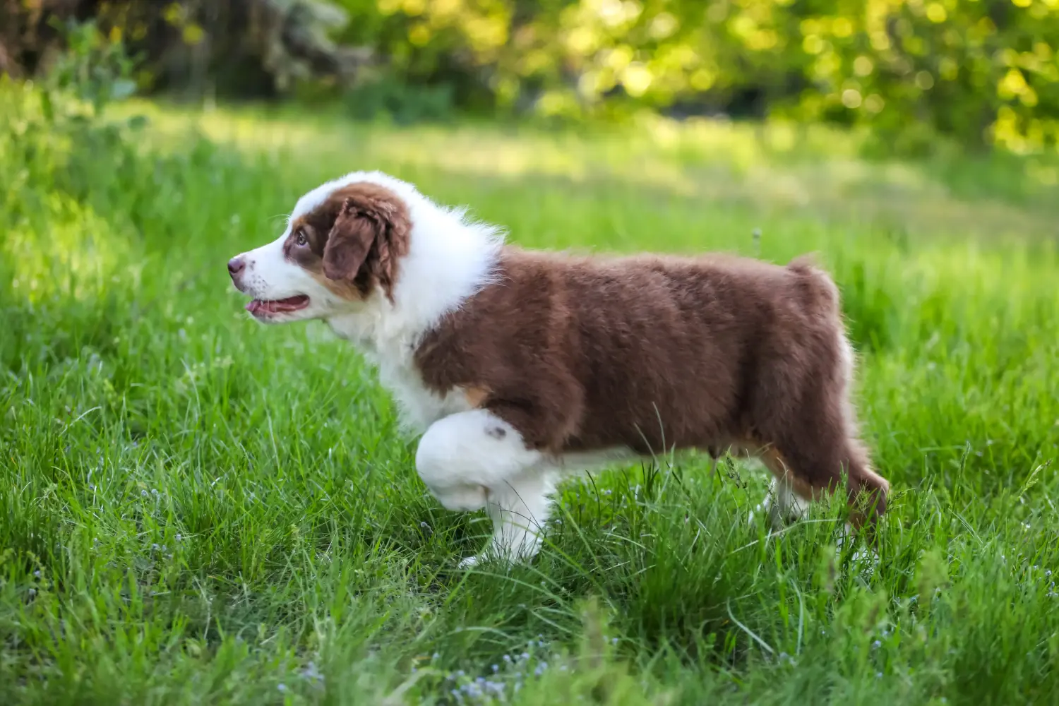 Buying an Australian Shepherd puppy means taking responsibility! Buy Australian Shepherd puppies.