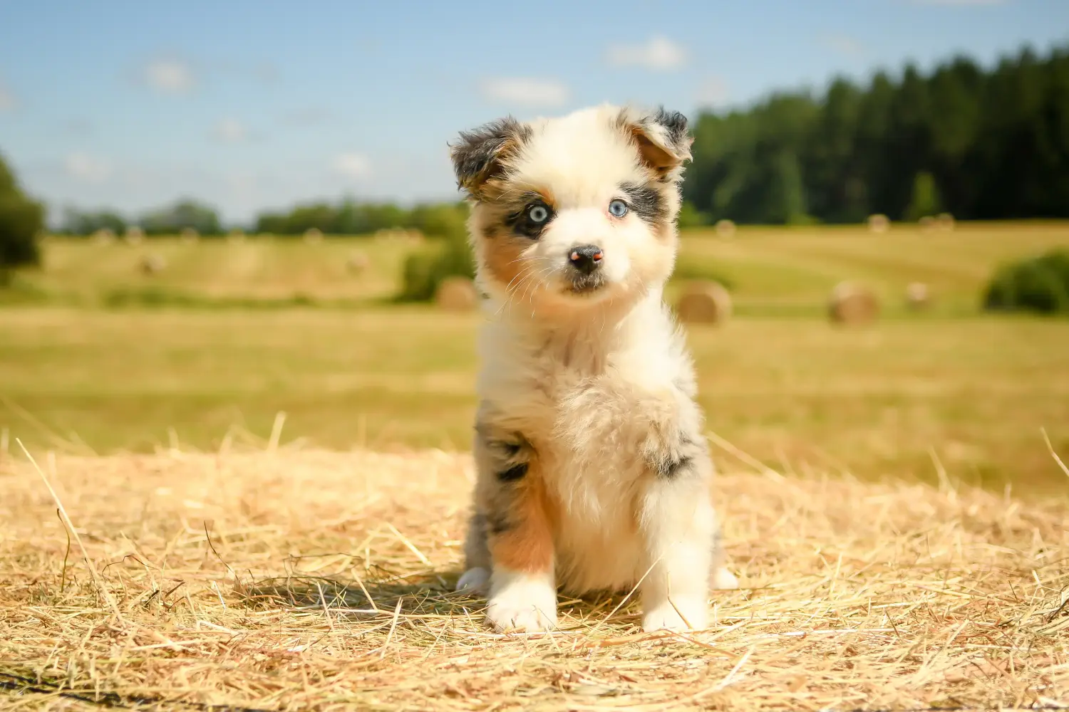 Buying an Australian Shepherd puppy means taking responsibility! Buy Australian Shepherd puppies.
