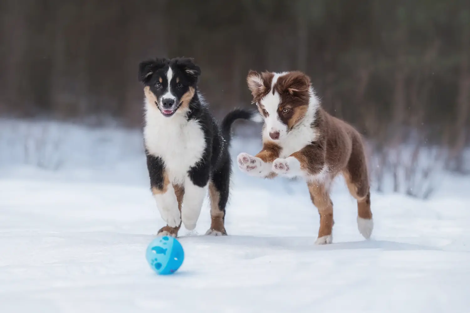 Buying an Australian Shepherd puppy means taking responsibility! Buy Australian Shepherd puppies.