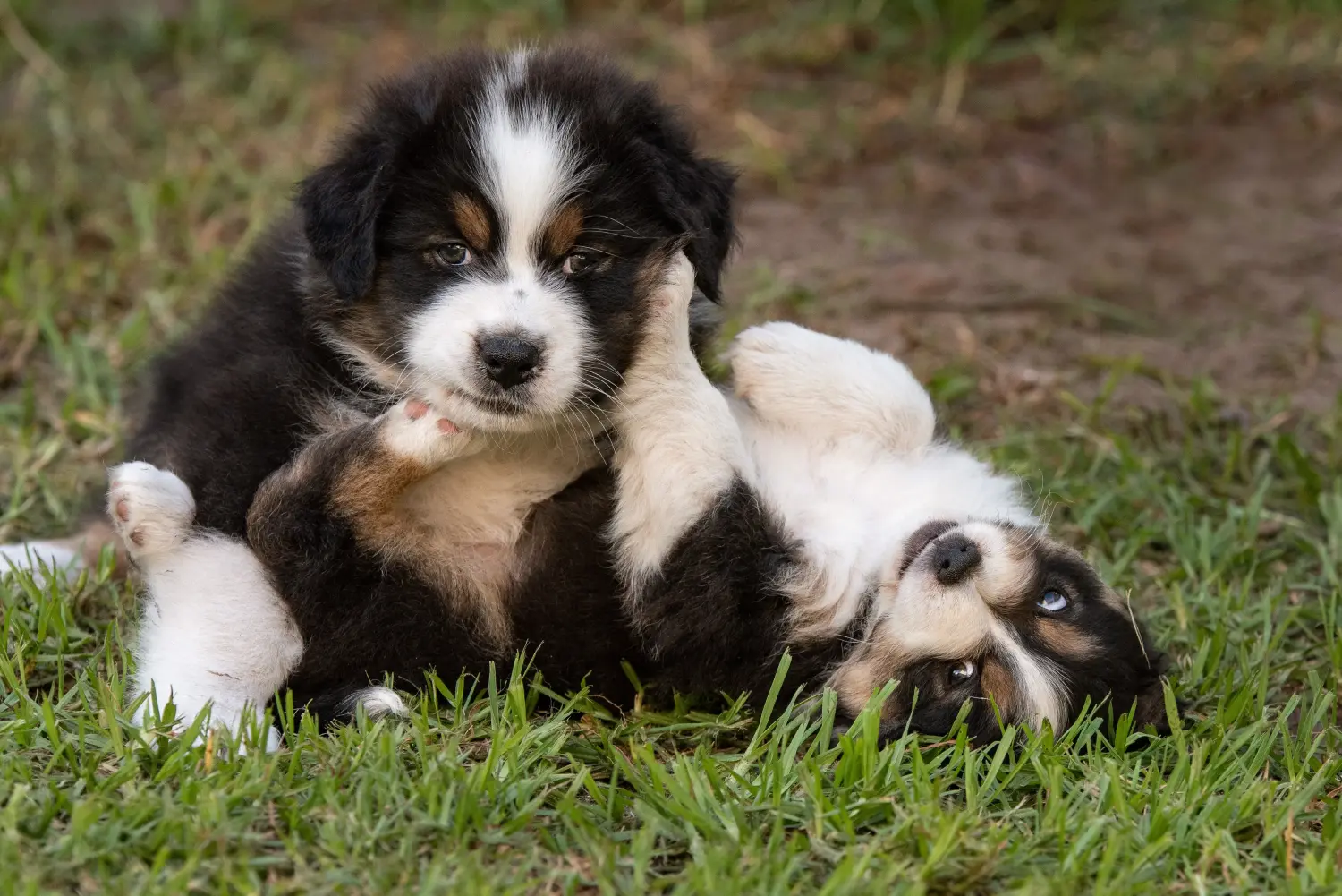 Buying an Australian Shepherd puppy means taking responsibility! Buy Australian Shepherd puppies.