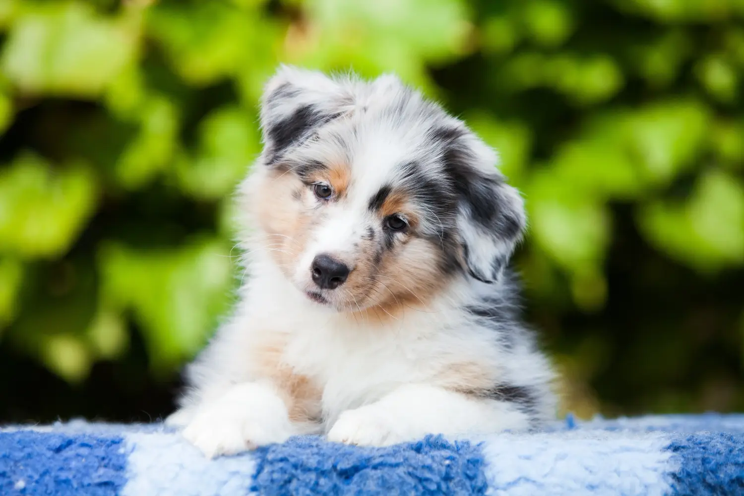 Buying an Australian Shepherd puppy means taking responsibility! Buy Australian Shepherd puppies.