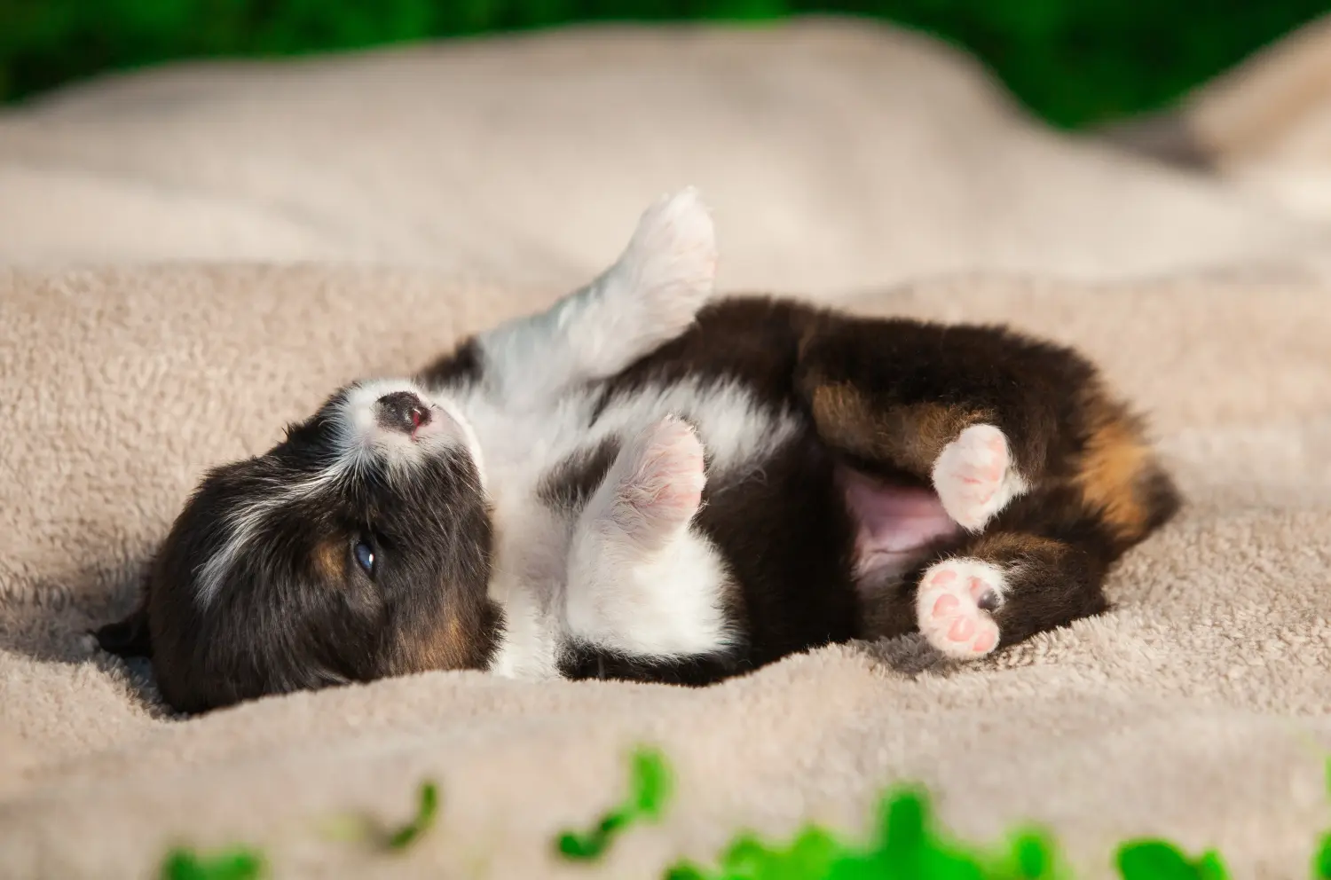 Buying an Australian Shepherd puppy means taking responsibility! Buy Australian Shepherd puppies.