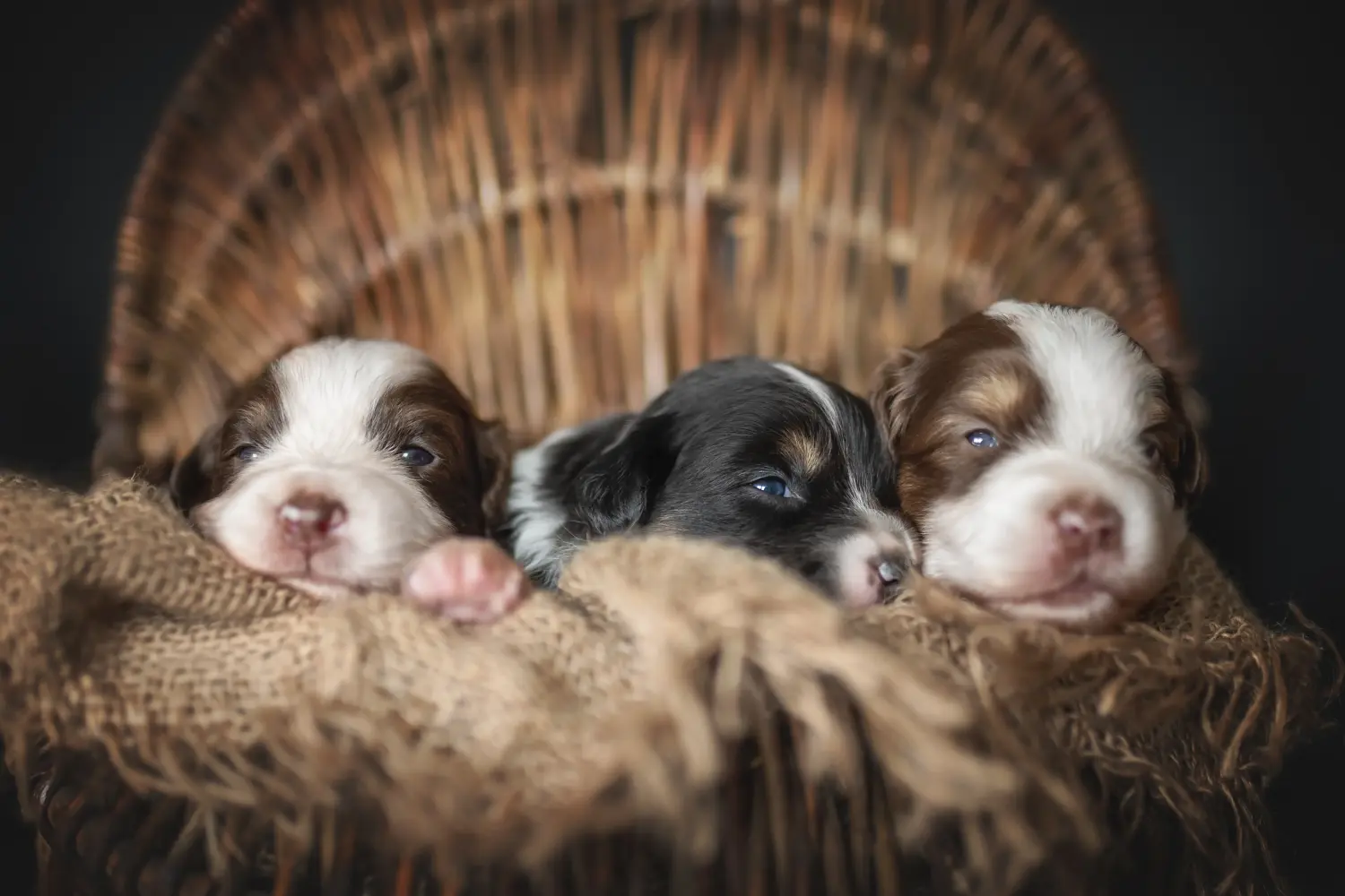 Buying an Australian Shepherd puppy means taking responsibility! Buy Australian Shepherd puppies.