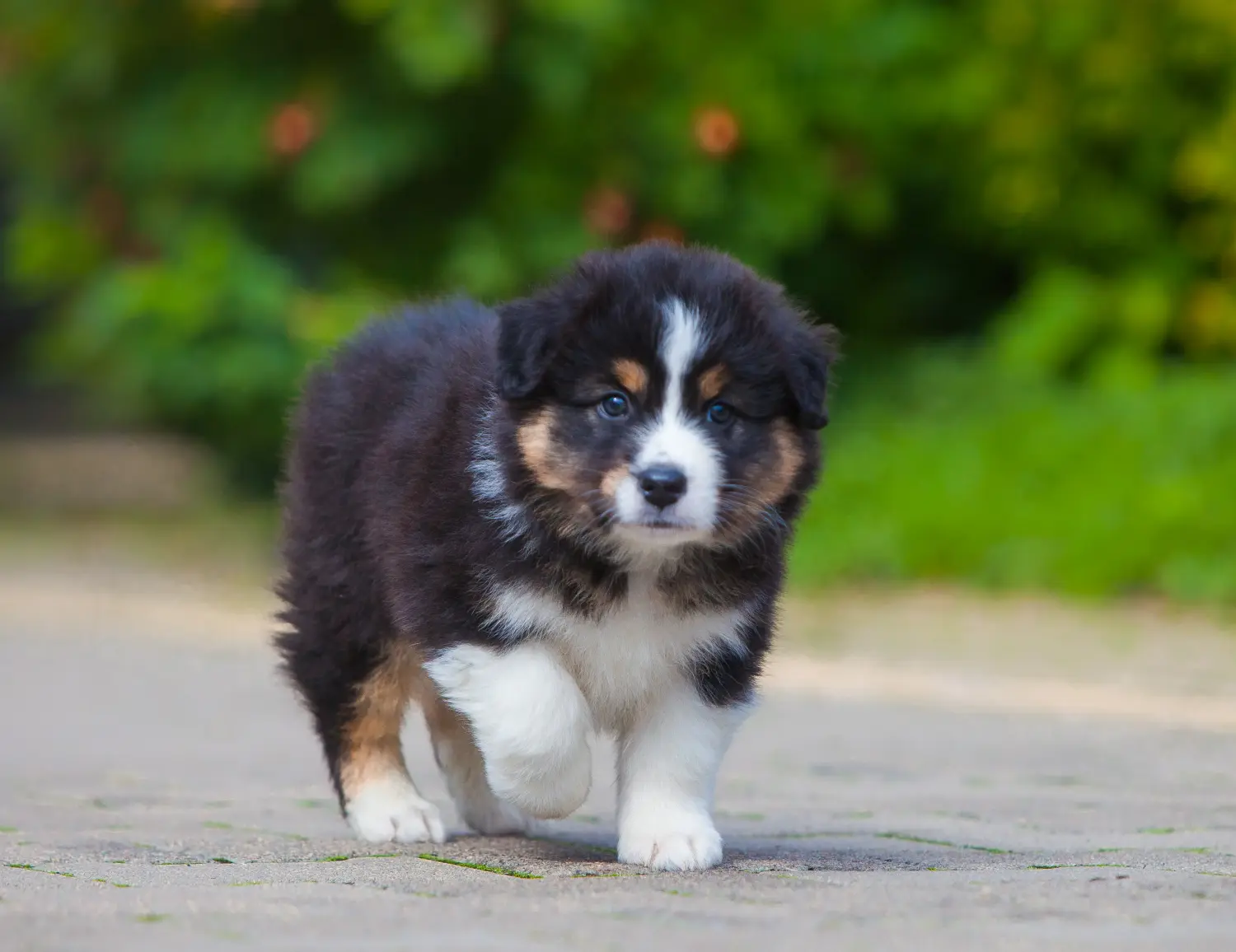 Buying an Australian Shepherd puppy means taking responsibility! Buy Australian Shepherd puppies.