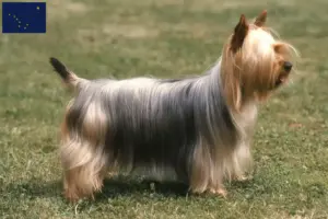 Read more about the article Australian Silky Terrier breeders and puppies in Alaska