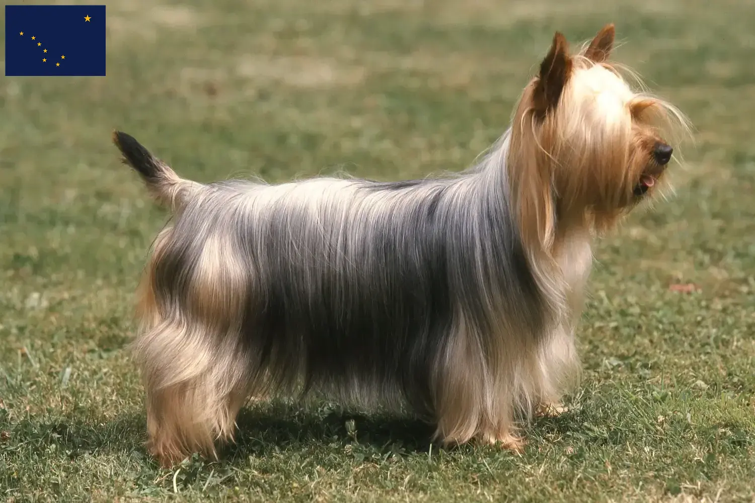 Read more about the article Australian Silky Terrier breeders and puppies in Alaska