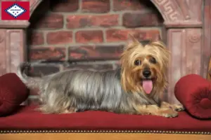 Read more about the article Australian Silky Terrier breeders and puppies in Arkansas