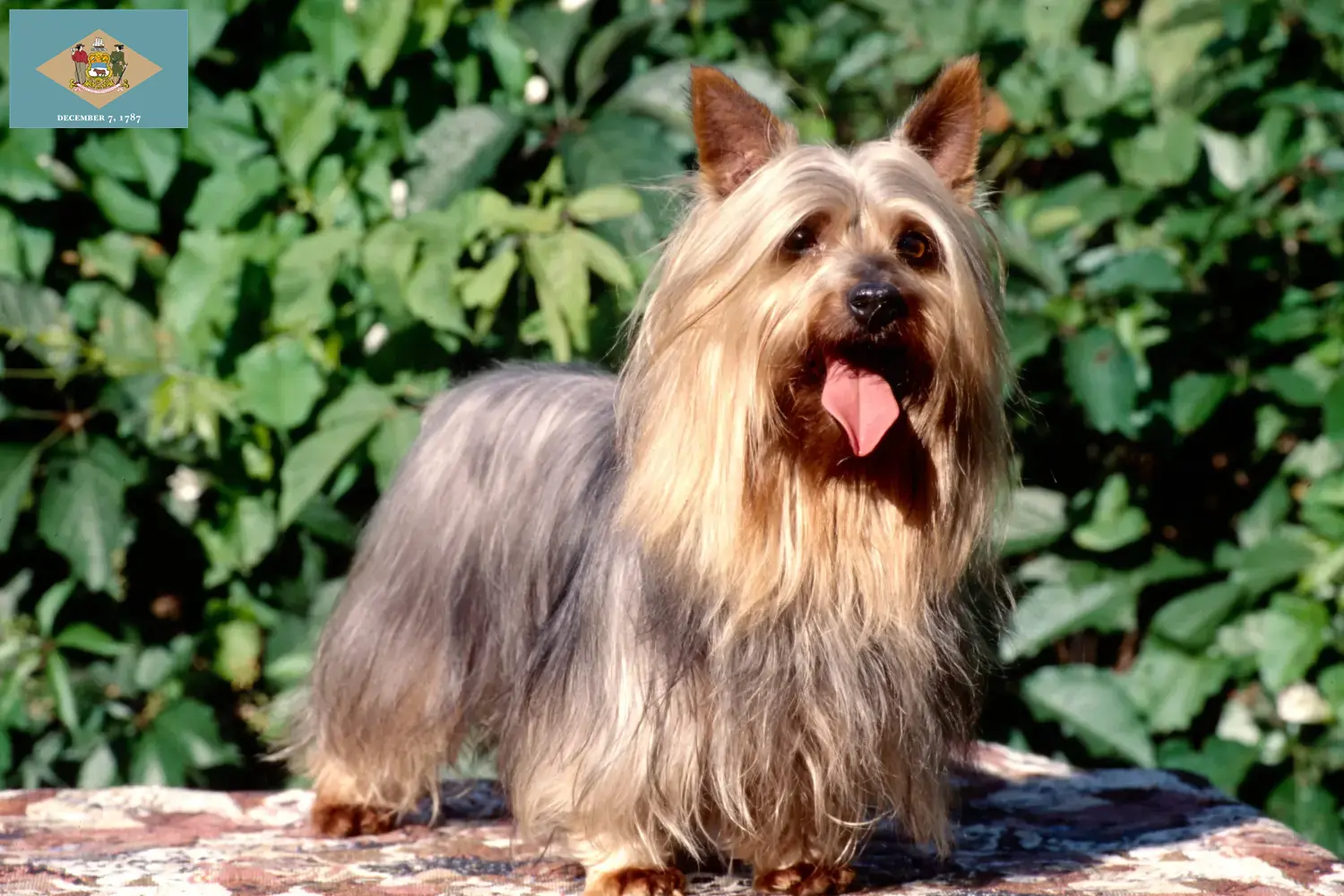 Australian Silky Terrier puppies and breeders Delaware Find Australian Silky Terrier breeders in Delaware here.