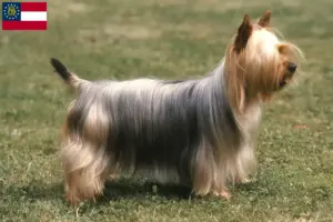 Read more about the article Australian Silky Terrier breeders and puppies in Georgia