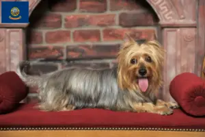 Read more about the article Australian Silky Terrier breeders and puppies in Idaho