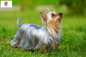 Read more about the article Australian Silky Terrier breeders and puppies in Illinois