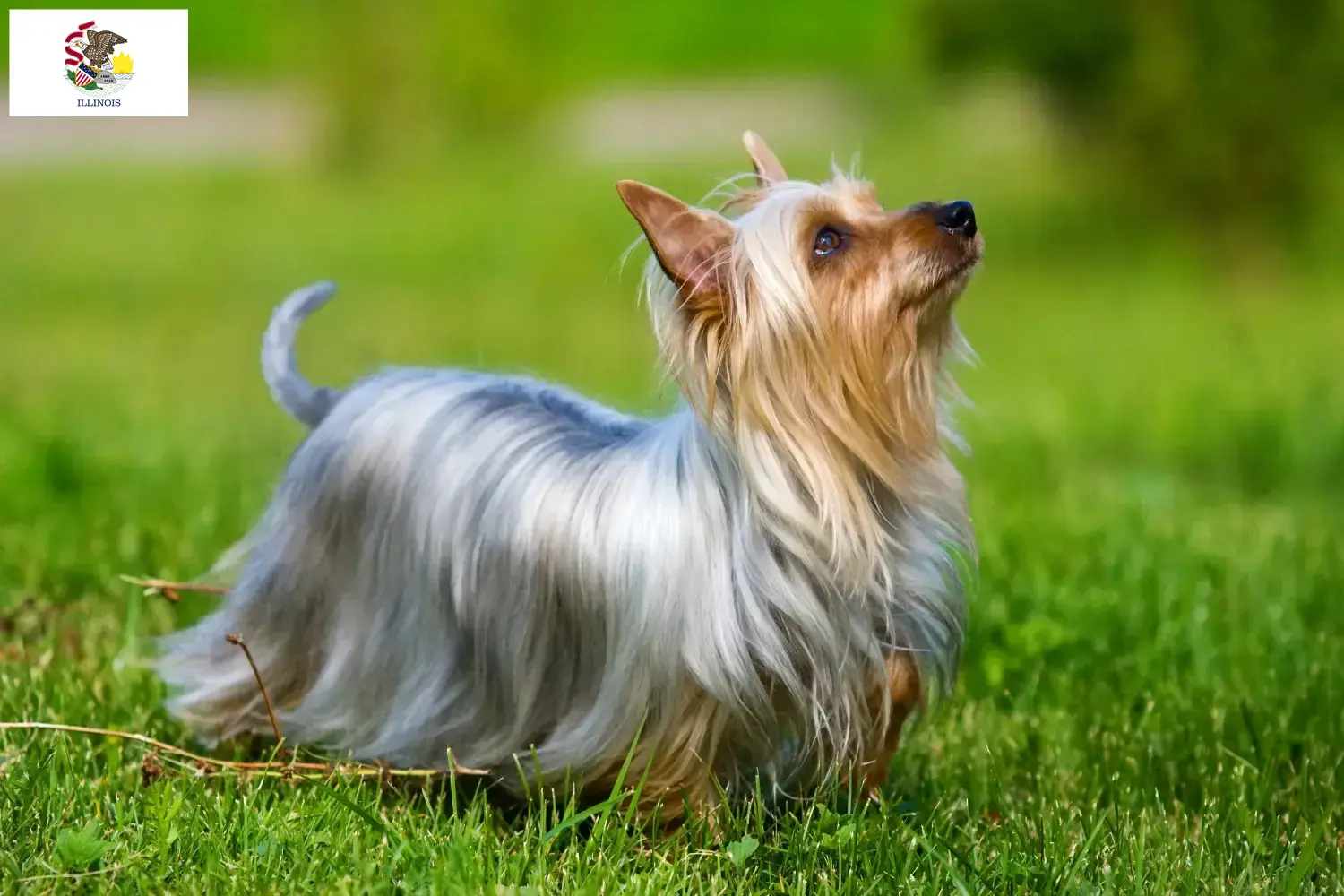 Read more about the article Australian Silky Terrier breeders and puppies in Illinois