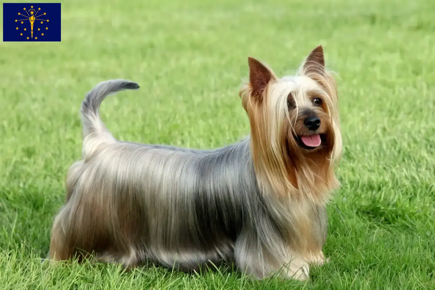 Australian Silky Terrier puppies and breeders Indiana Find Australian Silky Terrier breeders in Indiana.