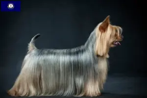 Read more about the article Australian Silky Terrier breeders and puppies in Kentucky