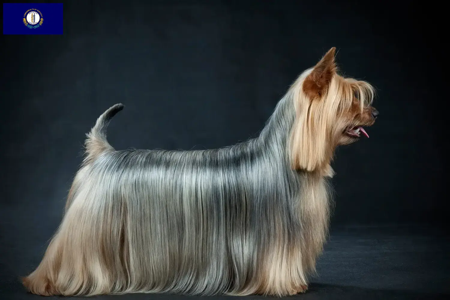 Australian Silky Terrier puppies and breeders Kentucky Find Australian Silky Terrier breeders in Kentucky.