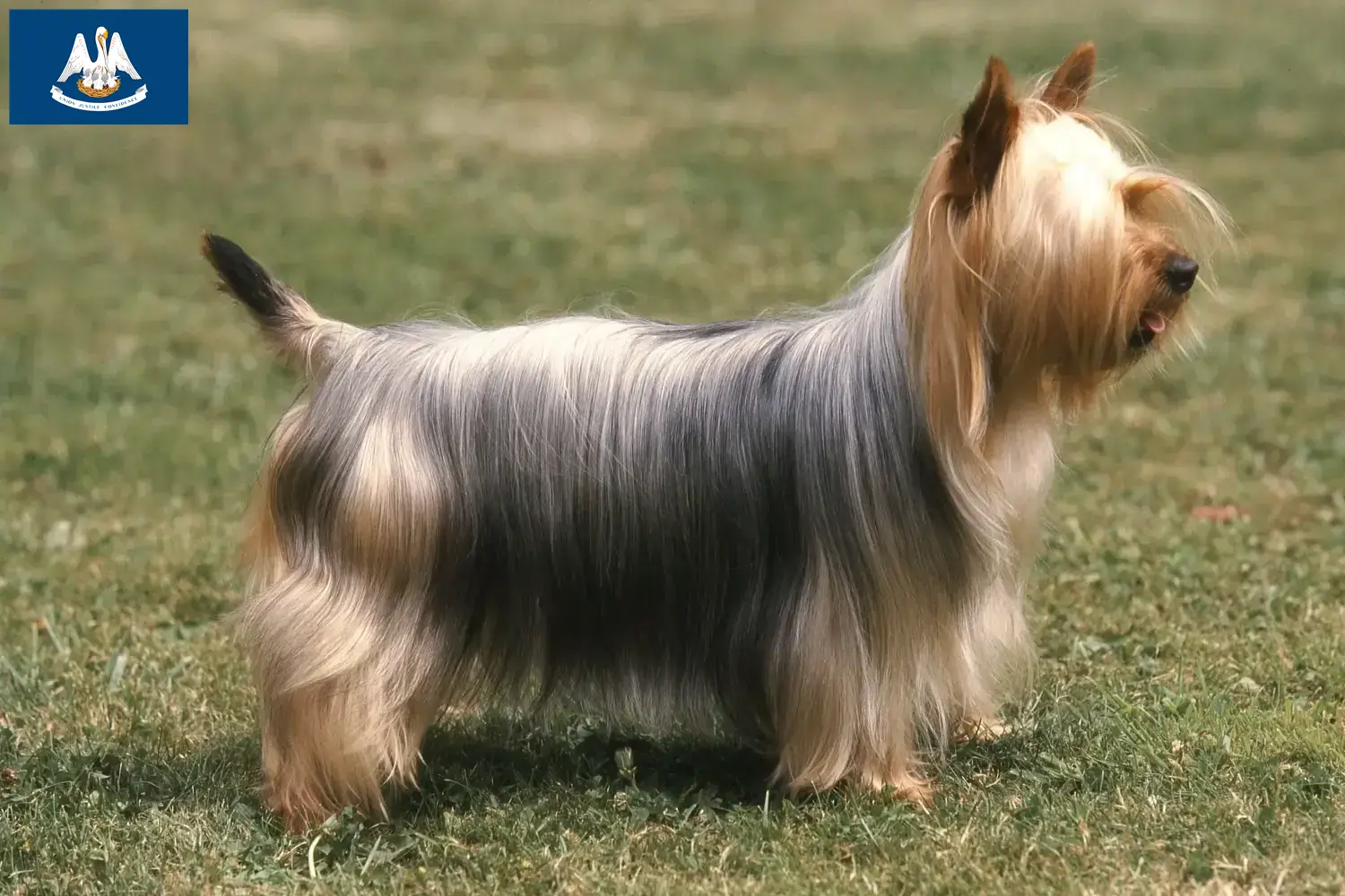 Australian Silky Terrier puppies and breeders Louisiana Find Australian Silky Terrier breeders in Louisiana.