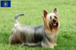 Read more about the article Australian Silky Terrier breeders and puppies in Michigan
