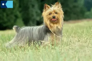Read more about the article Australian Silky Terrier breeders and puppies in Minnesota