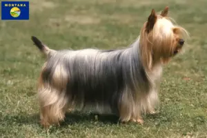 Read more about the article Australian Silky Terrier breeders and puppies in Montana