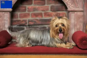 Read more about the article Australian Silky Terrier breeders and puppies in Nevada