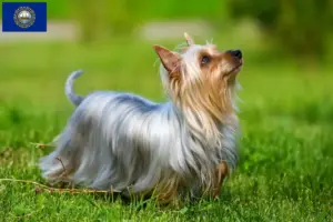 Read more about the article Australian Silky Terrier Breeder and Puppies in New Hampshire