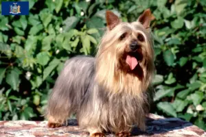 Read more about the article Australian Silky Terrier Breeder and Puppies in New York