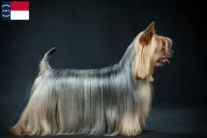Read more about the article Australian Silky Terrier breeders and puppies in North Carolina