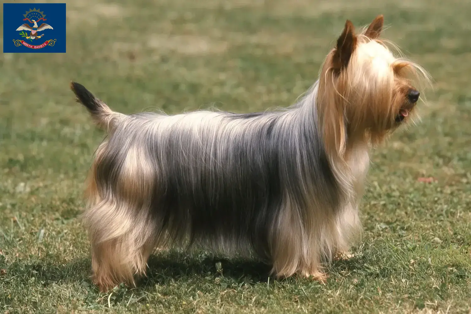 Australian Silky Terrier puppies and breeders North Dakota Find Australian Silky Terrier breeders in North Dakota.
